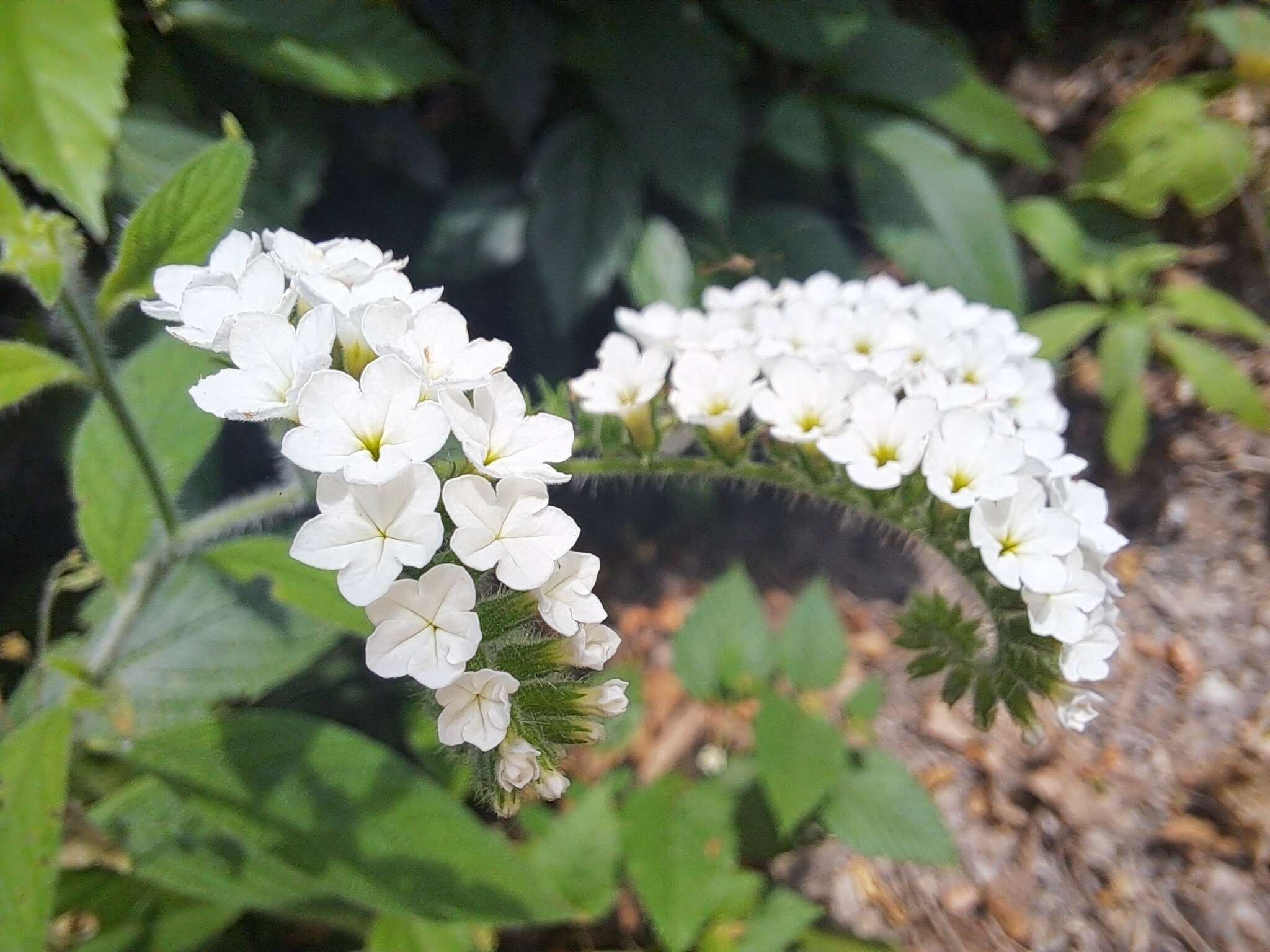 Image of Heliotropium rufipilum (Benth.) I. M. Johnst.