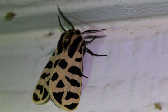 Image of Grammia geneura Strecker 1878