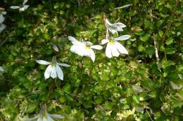 Imagem de Lobelia angulata G. Forst.