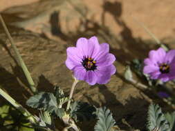 Image of Erodium guttatum (Desf.) Willd.