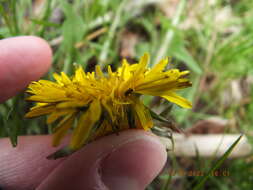 Image of Clover Seed Weevil