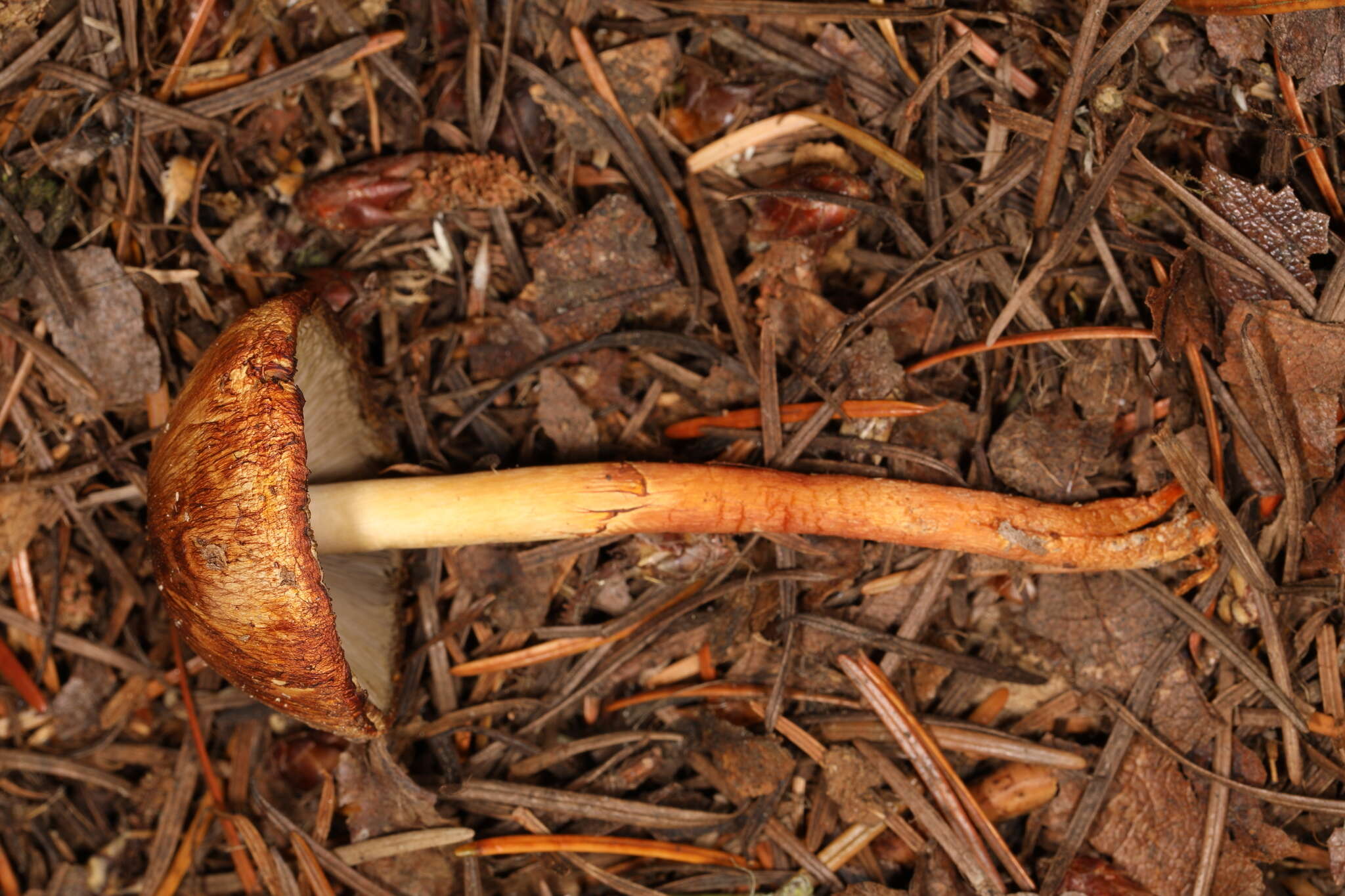 Image of Agaricus kerriganii L. A. Parra, B. Rodr., A. Caball., M. Martín-Calvo & Callac 2013