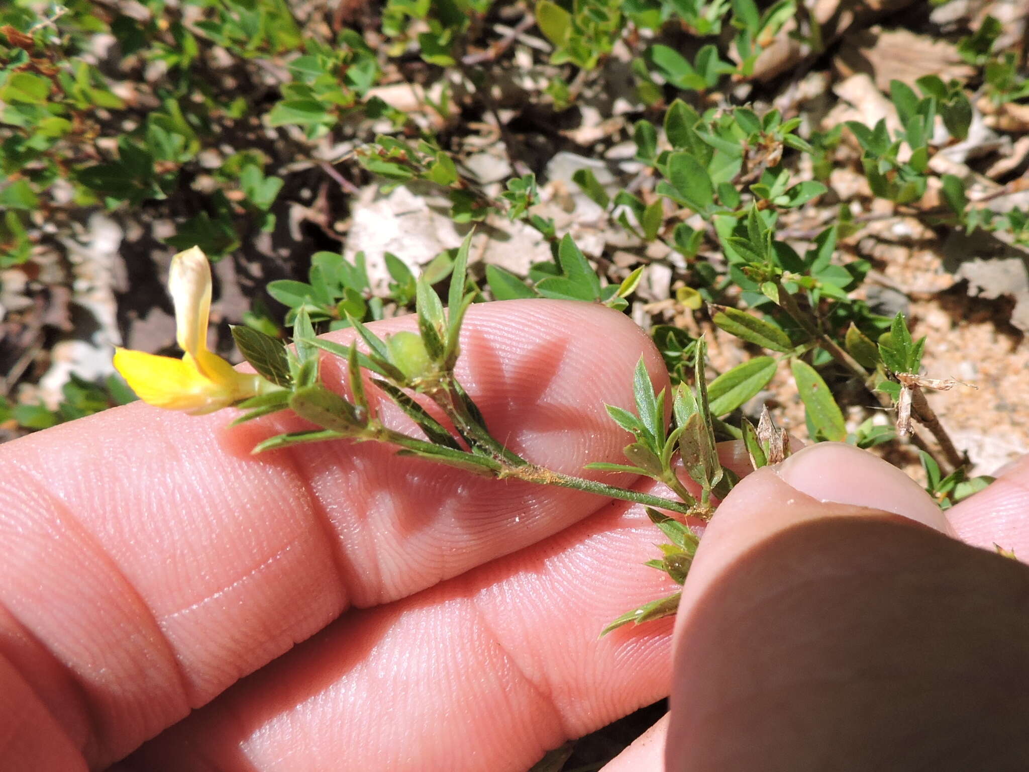 Image of sidebeak pencilflower