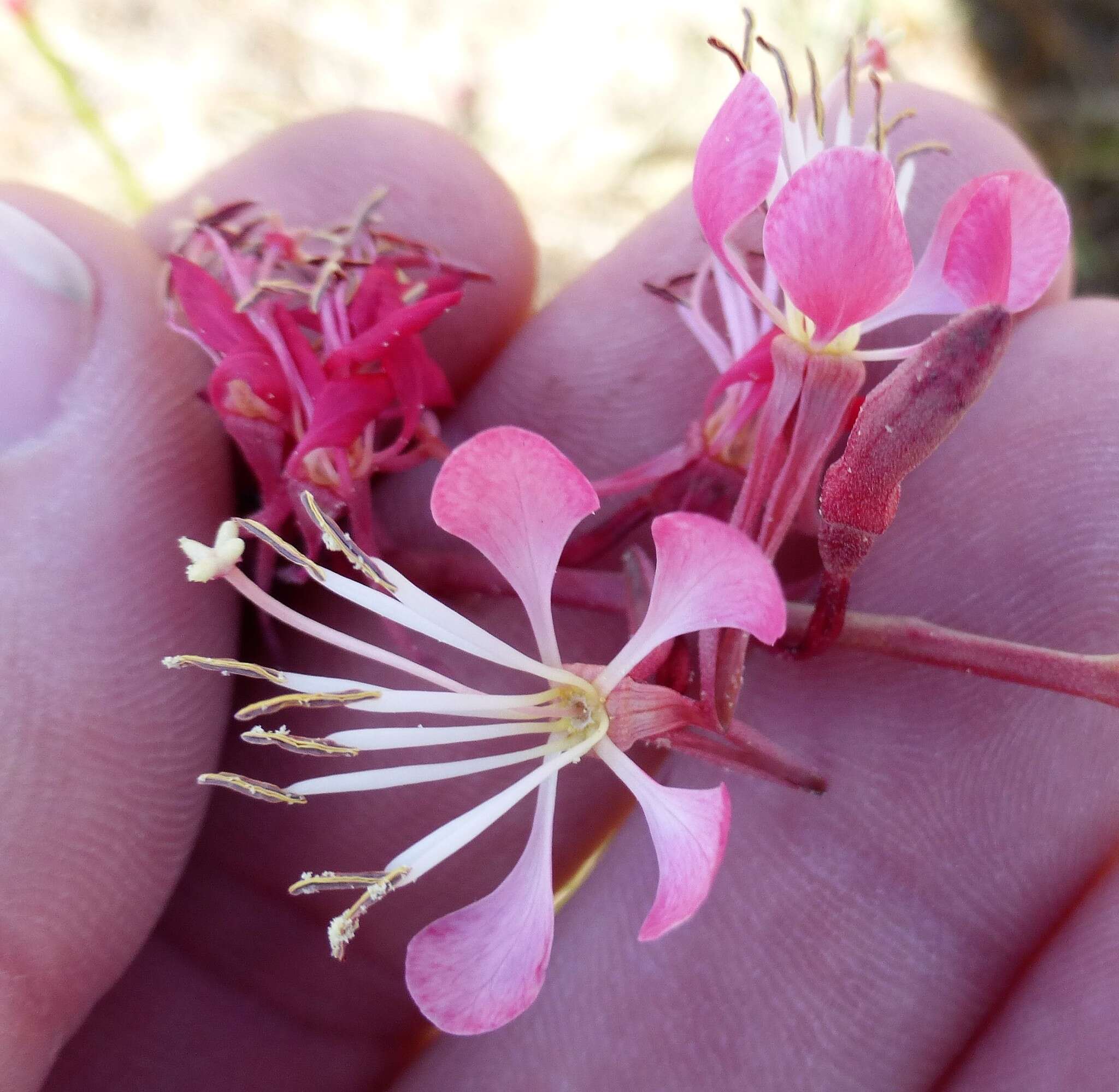 Oenothera suffrutescens (Ser.) W. L. Wagner & Hoch resmi