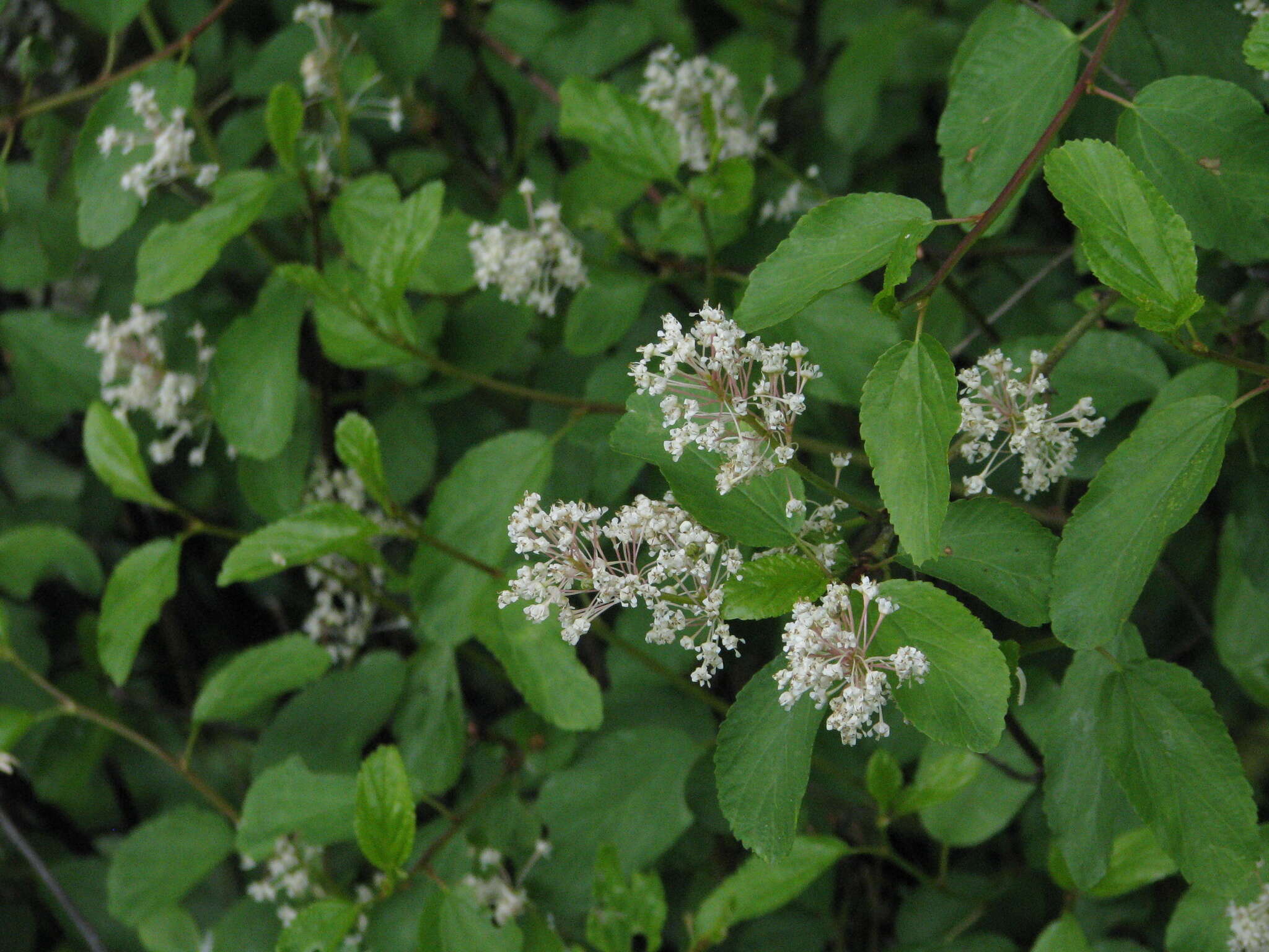 Image of Redstem Ceanothus