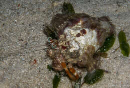 Image of Banded eyestalk hermit crab