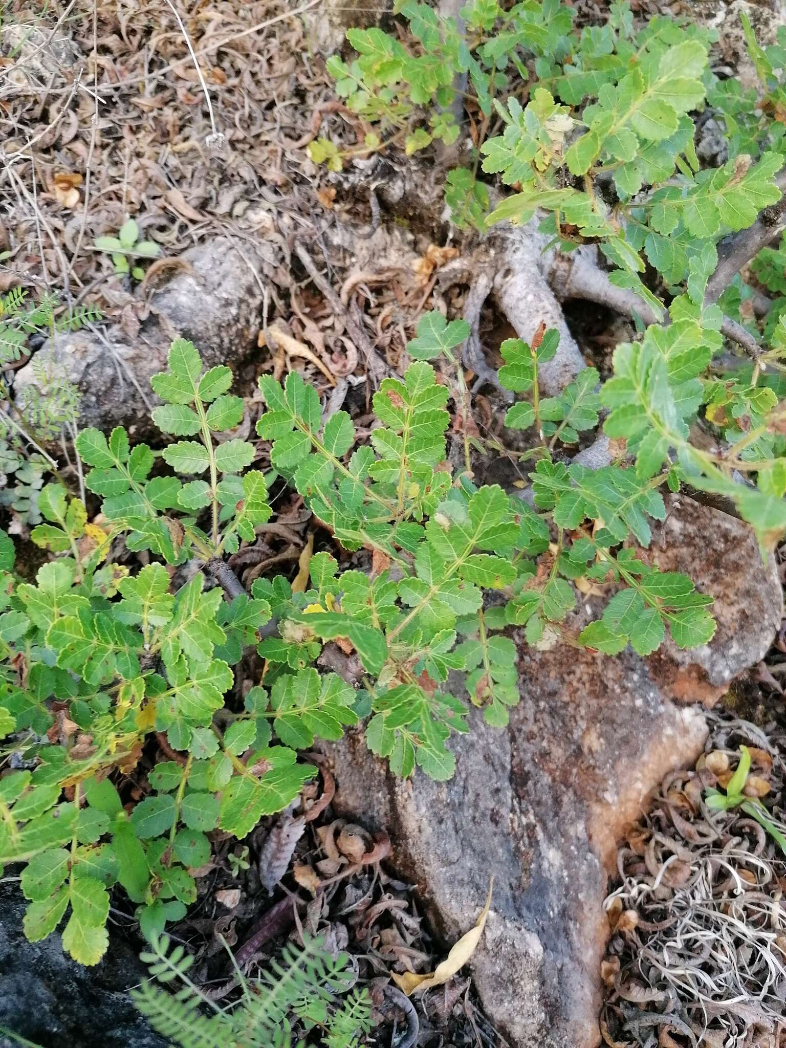 Image of Bursera glabrifolia (Kunth) Engl.