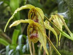 Image of Phragmipedium humboldtii (Warsz.) J. T. Atwood & Dressler