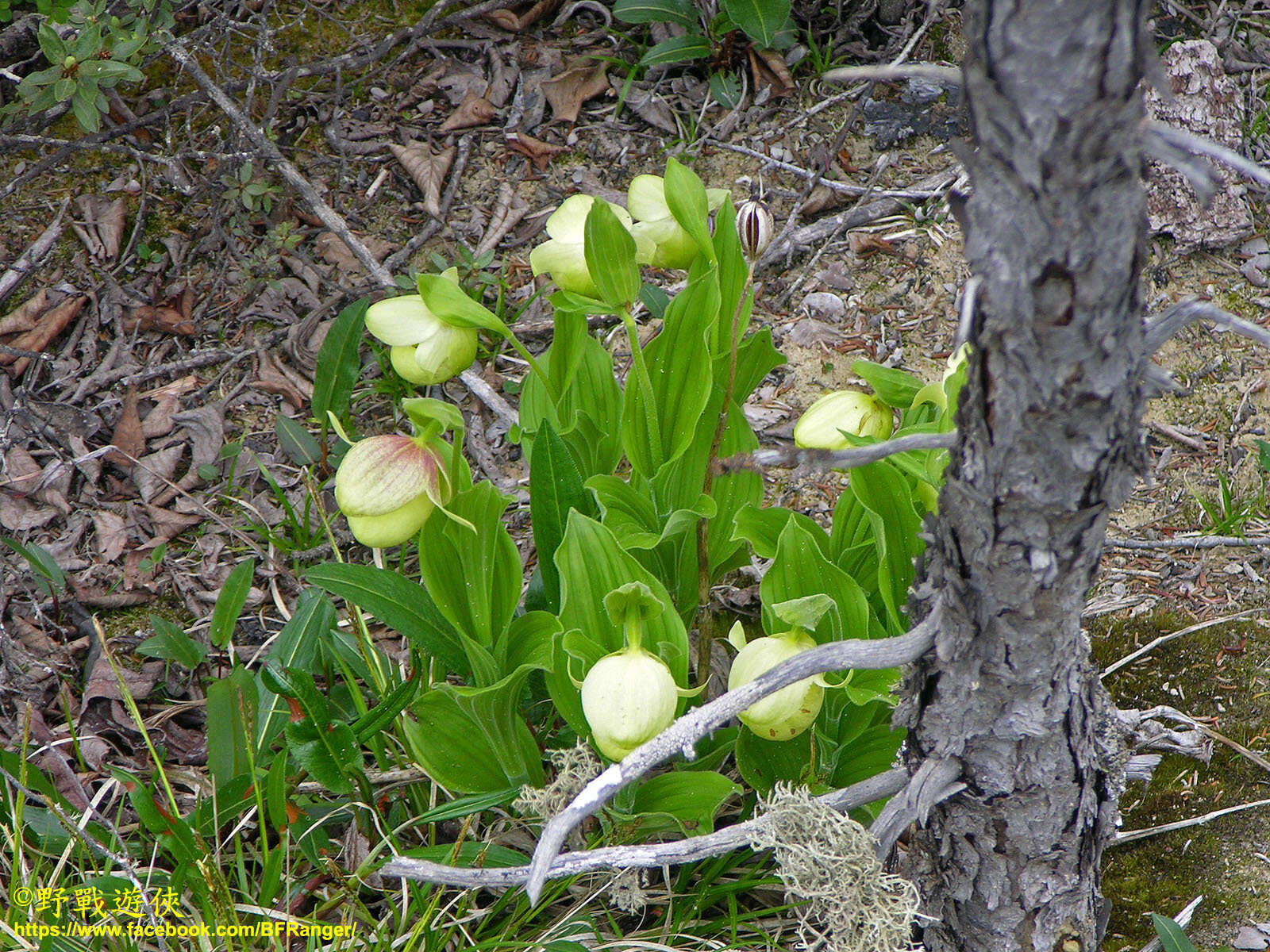 Image of Yellow Cypripedium