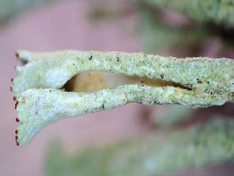 Image of deformed cup lichen