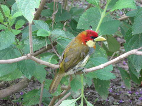 Image of Scarlet-hooded Barbet