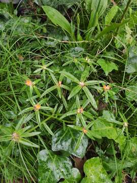 Image of Portulaca cryptopetala Speg.