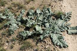 Image of Arctium karatavicum (Regel & Schmalh.) Kuntze