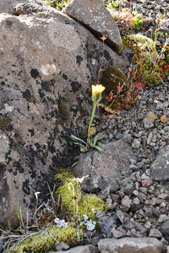 Image of Crepis chrysantha (Ledeb.) Turcz.