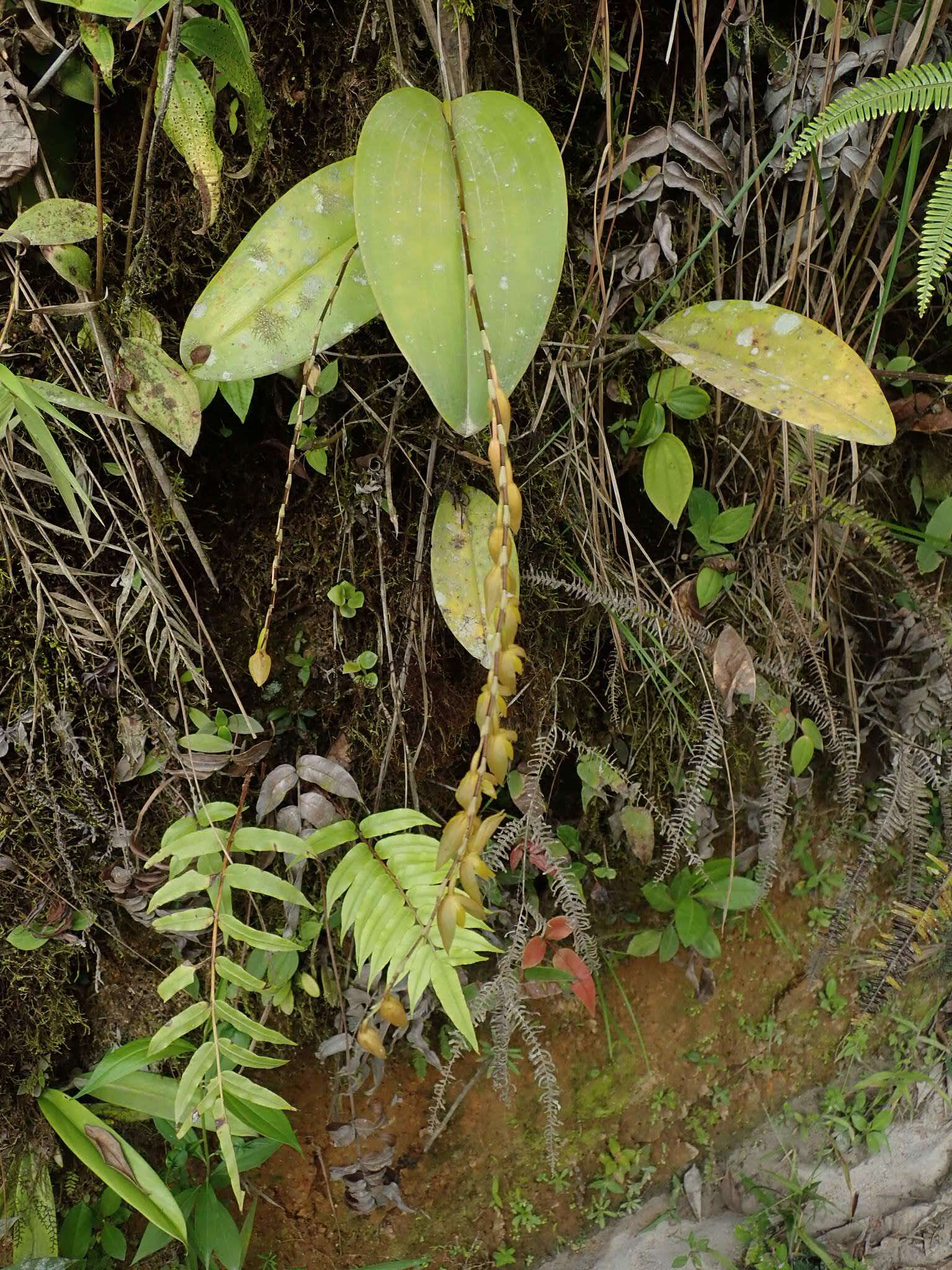 Image of Stelis restrepioides (Lindl.) Pridgeon & M. W. Chase