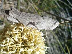 Слика од Peakesia brunnea (White & A. 1841)