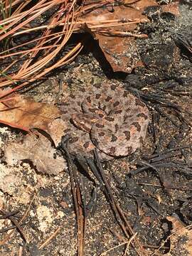 Image of Sistrurus miliarius miliarius (Linnaeus 1766)