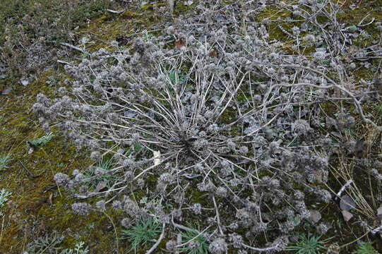 Image de dracocéphale à petite fleur