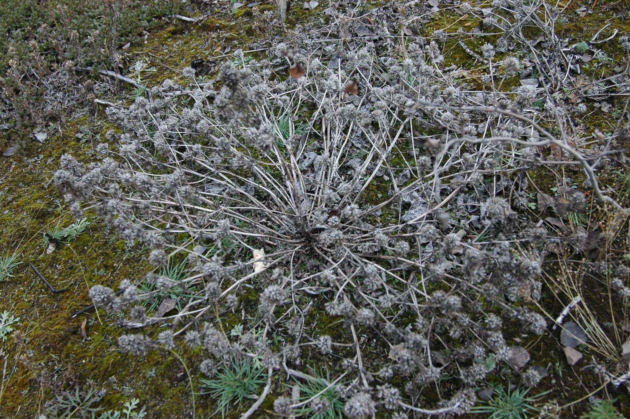 Image de dracocéphale à petite fleur