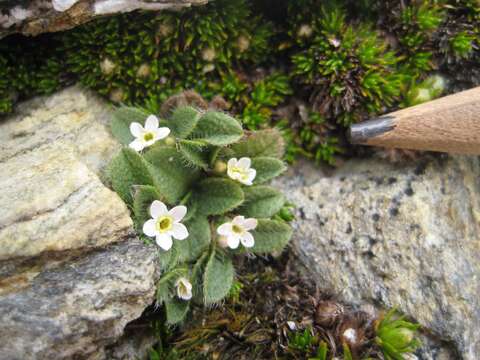 Image of Myosotis antarctica Hook. fil.