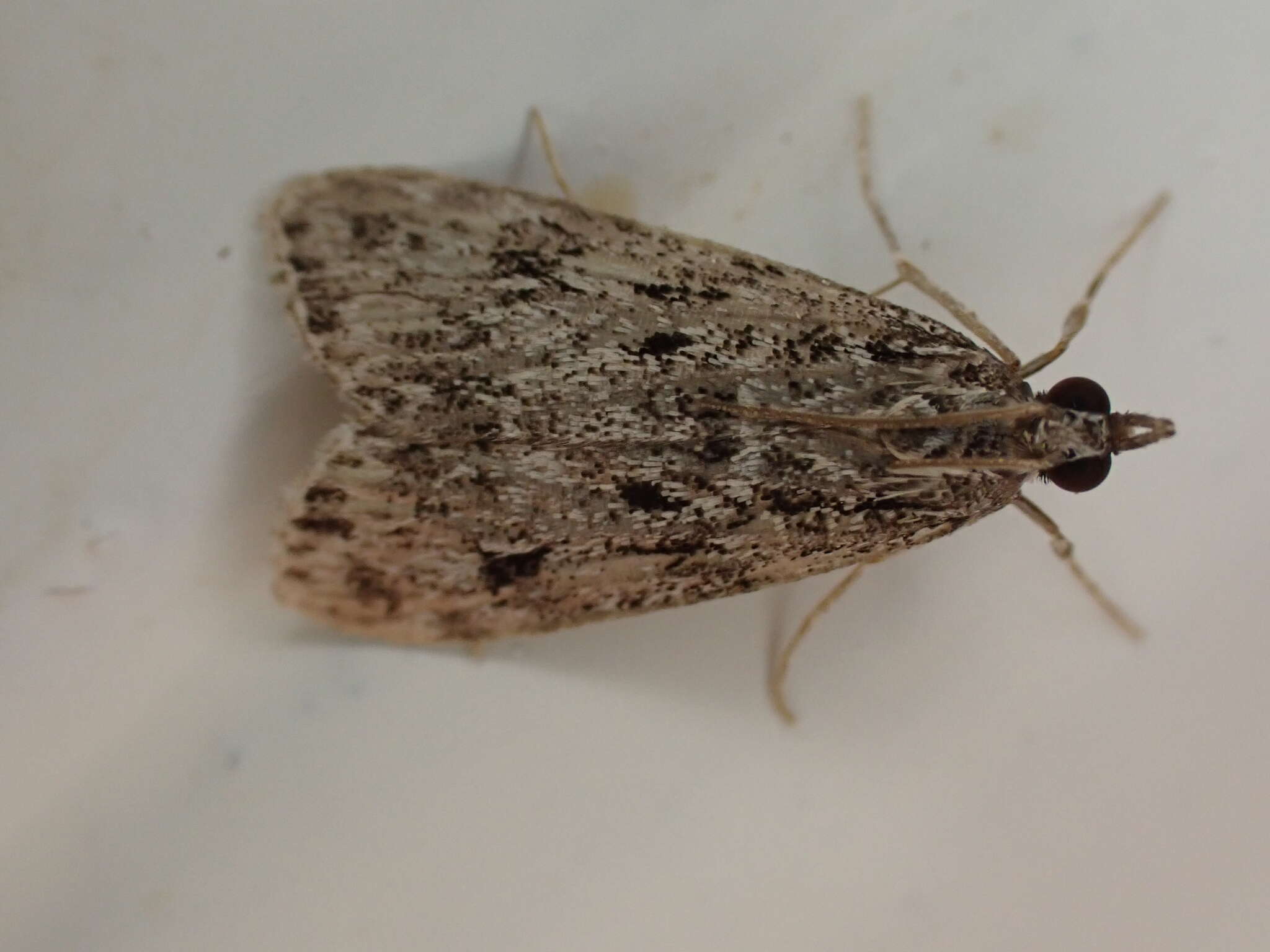 Eudonia truncicolella Stainton 1849的圖片