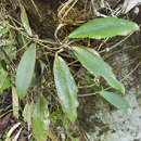 Image of Hoya erythrina R. E. Rintz