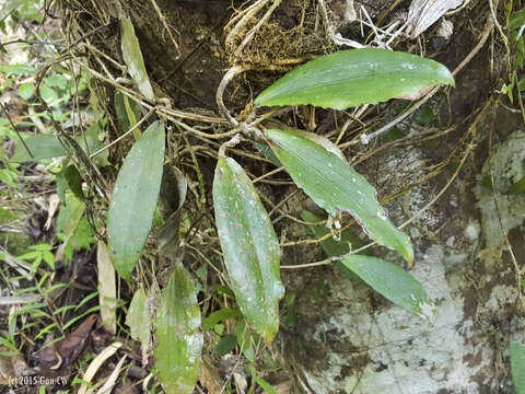 Image of Hoya erythrina R. E. Rintz