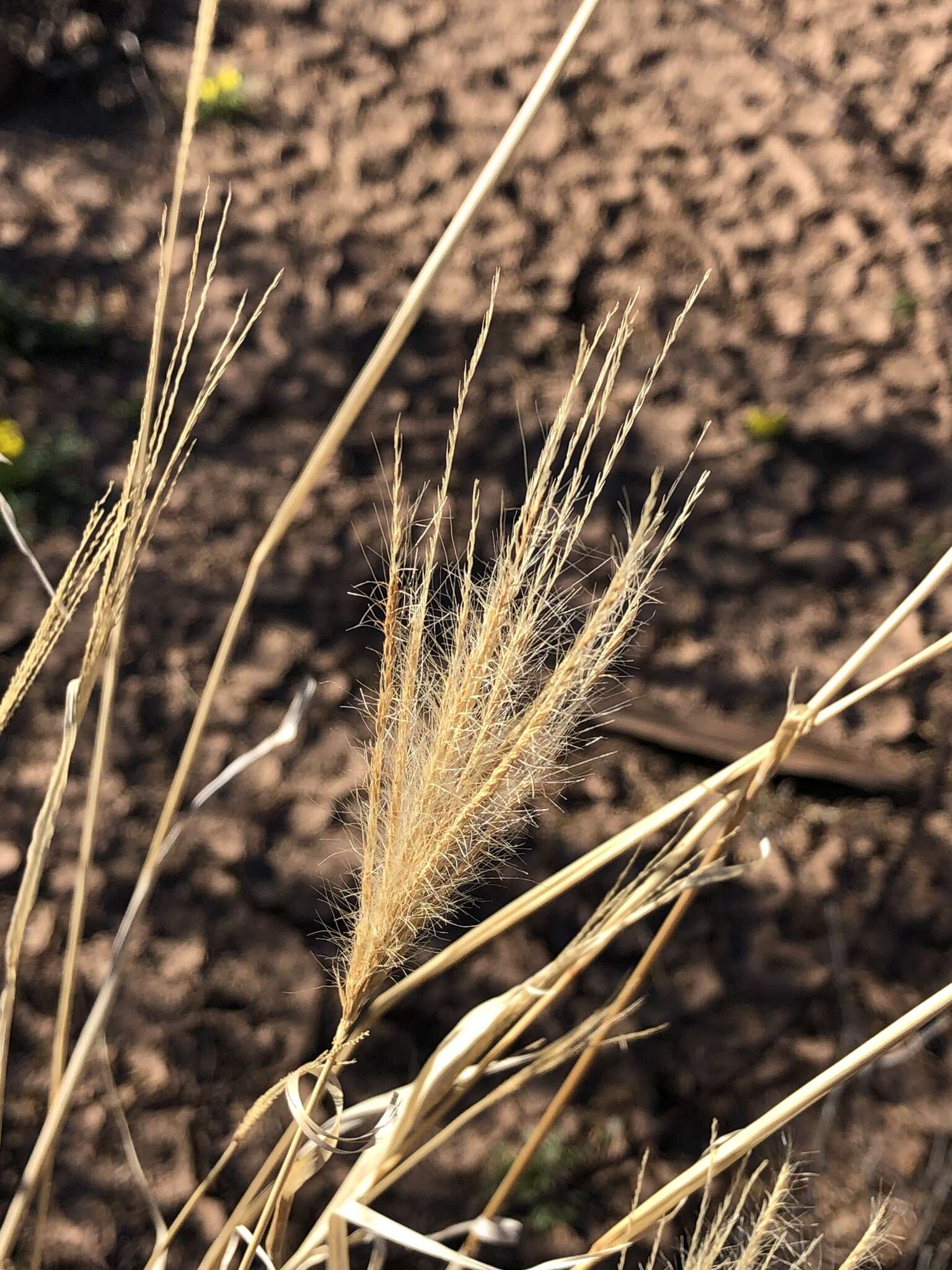 Image of false Rhodes grass