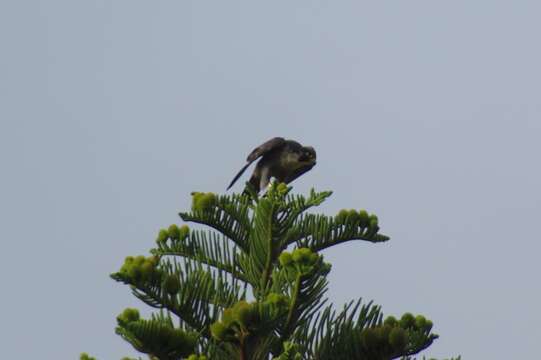 Слика од Falco peregrinus minor Bonaparte 1850