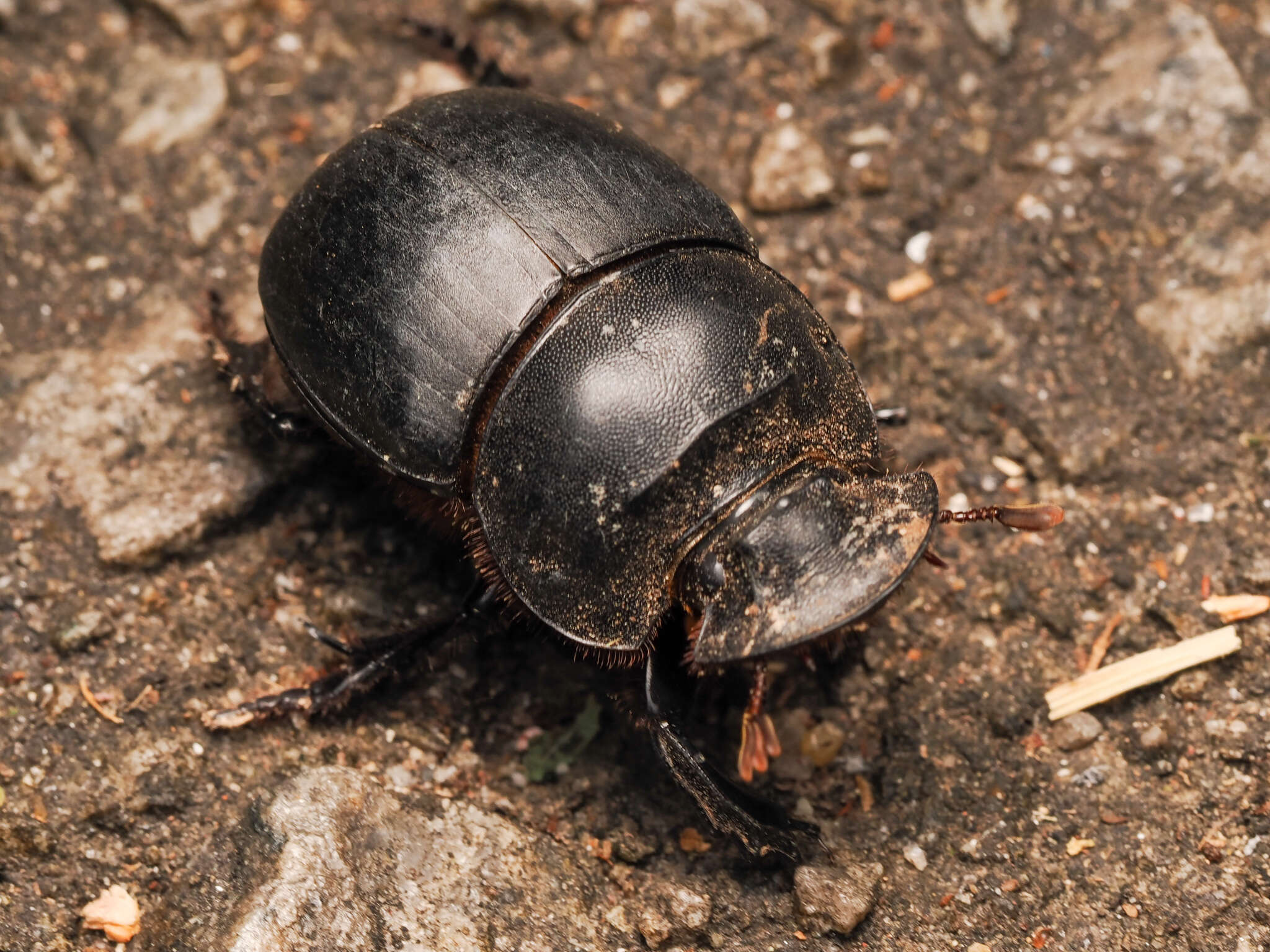 Image of Catharsius molossus (Linnaeus 1758)