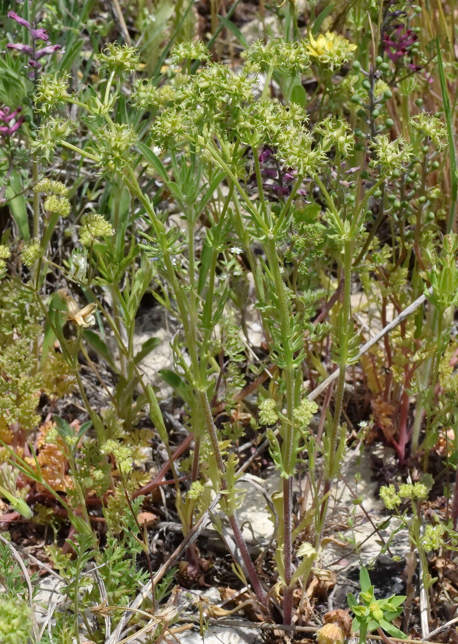 Image of Valerianella uncinata (Bieb.) Dufresne