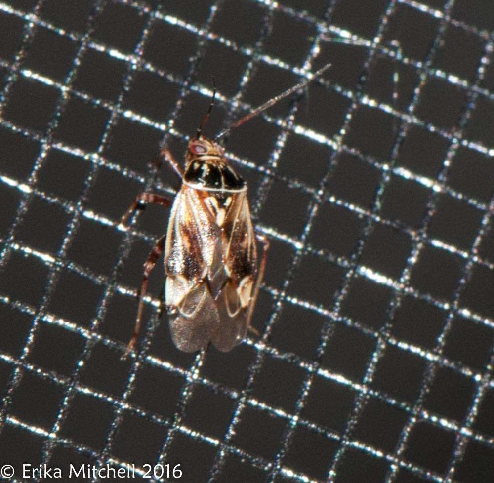 Image of Tarnished Plant Bug