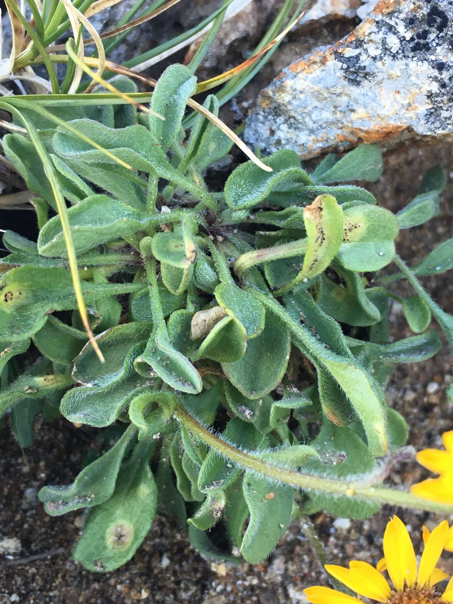 Image of alpine yellow fleabane