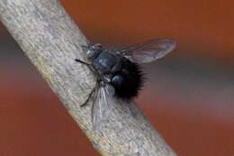 Image of Bombyliomyia soror (Williston 1886)