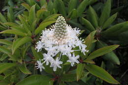 Image of eastern turkeybeard