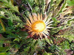 Image of Carlina acanthifolia subsp. utzka (Hacq.) H. Meusel & A. Kästner