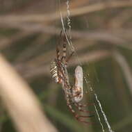 Image de Argiope magnifica L. Koch 1871