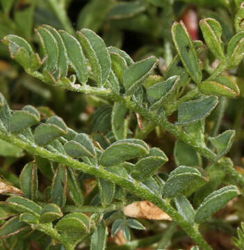 Image of freckled milkvetch