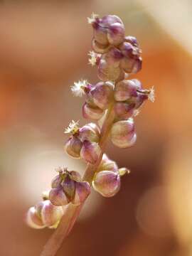 Image of Triglochin laxiflora Guss.