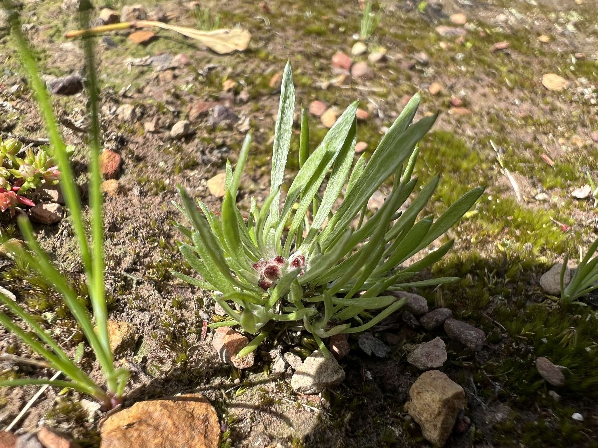 Plancia ëd Gnaphalium indutum Hook. fil.