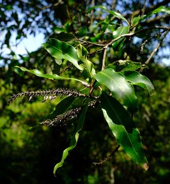 Image of Bush Beech