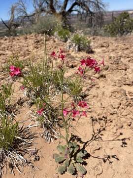 Image of coral gilia