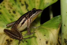 Image of Striped Stream Frog