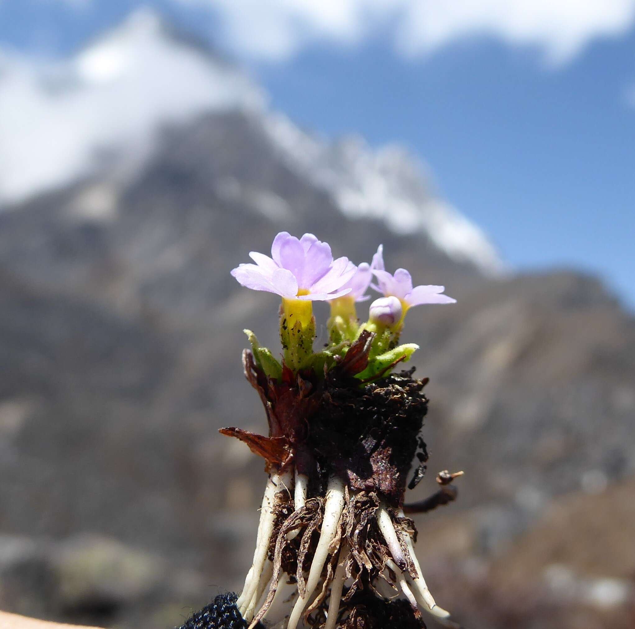 Image de Primula walshii Craib