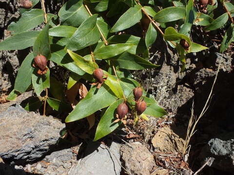 Image of Hypericum grandifolium Choisy