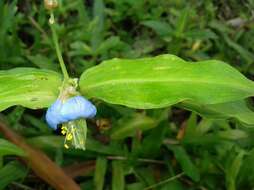 Image of Commelina obliqua Vahl