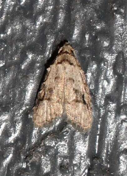 Image of Currant Fruitworm Moth