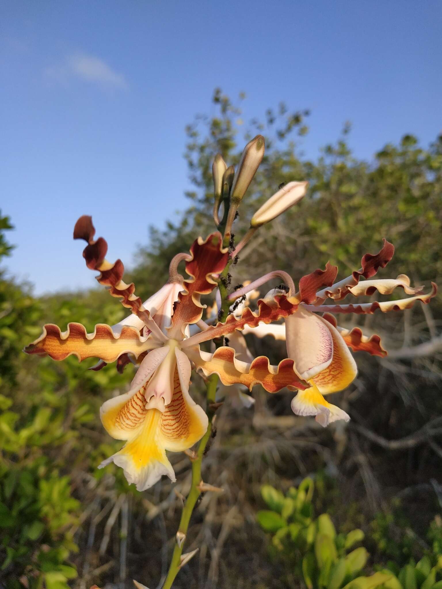 Myrmecophila christinae Carnevali & Gómez-Juárez的圖片