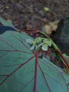 Image of Begonia humbertii Keraudren