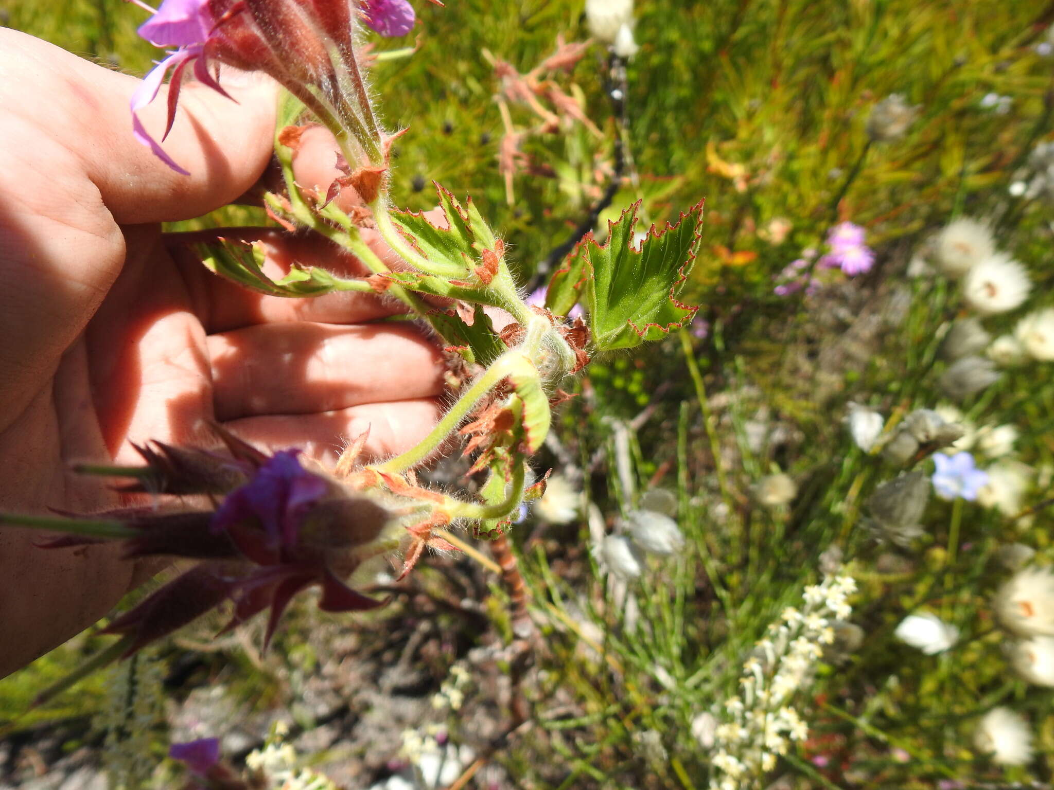 Image of Pelargonium cucullatum subsp. cucullatum